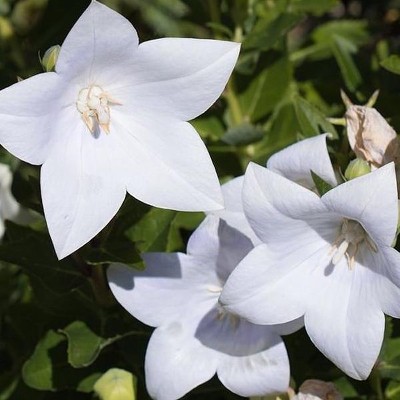 (Ballonplant) Platycodon Fuji White