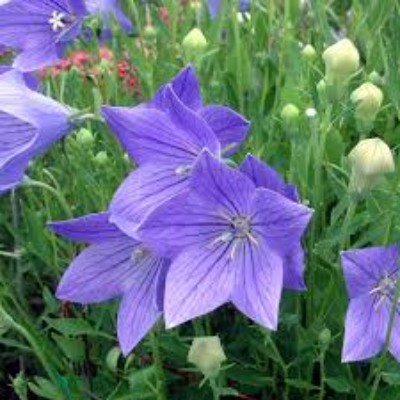 (Ballonplant) Platycodon Fuji Blue
