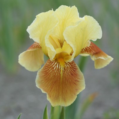 (Lis) Iris Pumila Golden Muffin