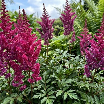 (Pluimspirea) Astilbe Düsseldorf