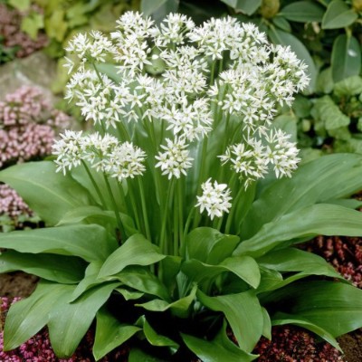 (Look) Allium urisnum