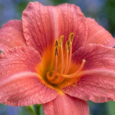 (Daglelie) Hemerocallis Pink Charm
