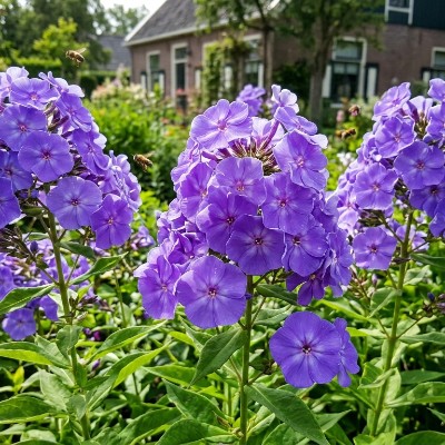 (Vlambloem) Phlox Blue Boy