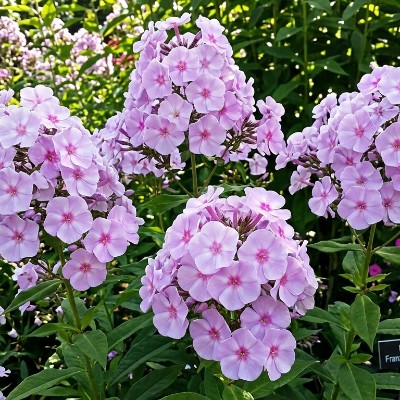 (Vlambloem) Phlox Kopie Blue Boy