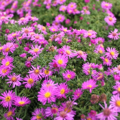 (Aster) Aster Alice Haslam