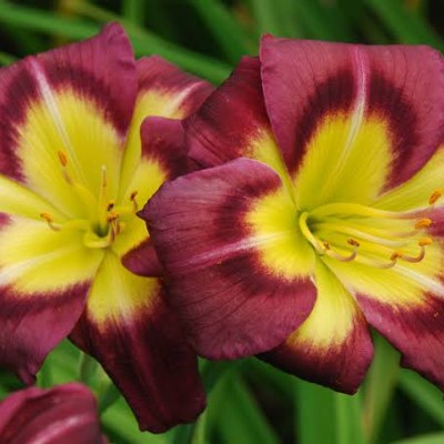 (Daglelie) Hemerocallis Night Beacon