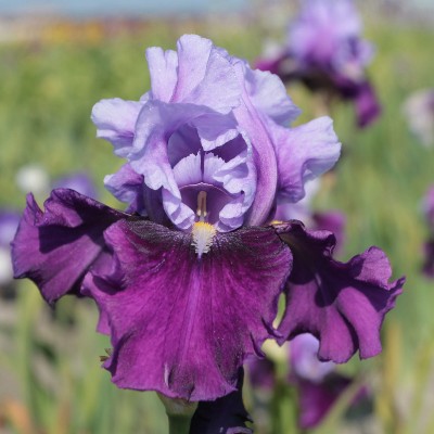 (Lis) Iris Germanica Bluebird Wine