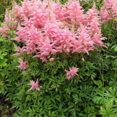 (Pluimspirea) Astilbe Peach Blossom