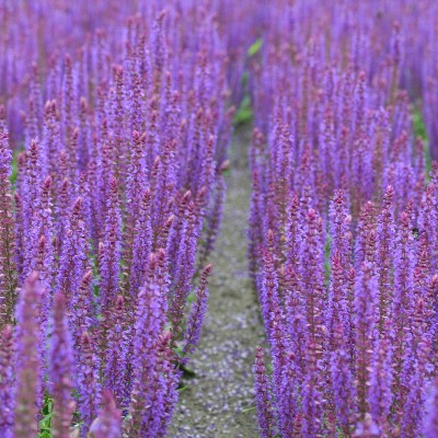 (Salie) Salvia nemorosa Ostfriesland