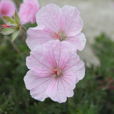 (Ooievaarsbek) Geranium sanguineum striatum