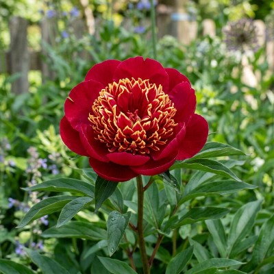 (Pioen) Paeonia Nippon Beauty