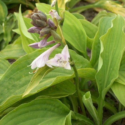 (Hartlelie) Hosta Fortunei Albopicta