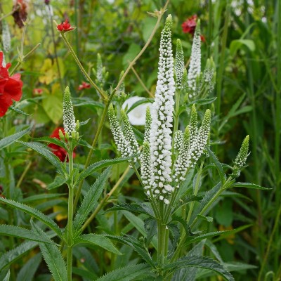 (Veronica) Veronica longifolia 'Schneeriesin'