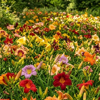 (Daglelie) Hemerocallis Keuzepakket Hemerocallis 4x 25 stuks