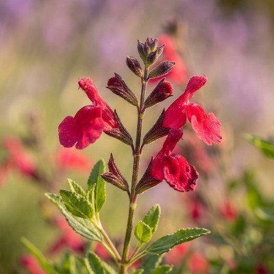(Salie) Salvia greggii 'Flower Child'