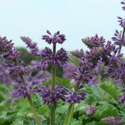 (Salie) Salvia verticillata 'Purple Rain'