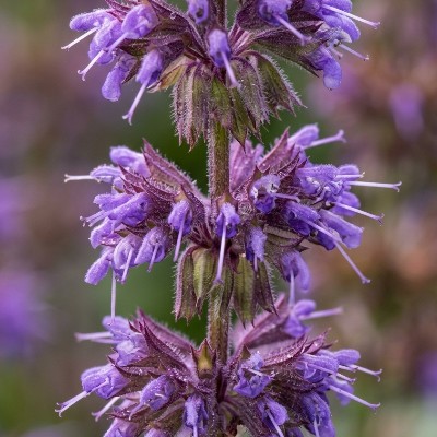 (Salie) Salvia verticilata 'Smouldering Torches'