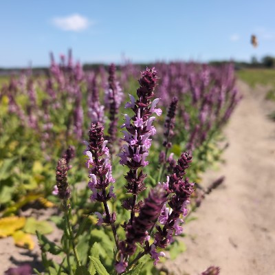 (Salie) Salvia nemorosa Rose Queen