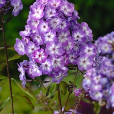 (Vlambloem) Phlox Pixie Miracle