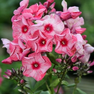 (Vlambloem) Phlox Ferris Wheel