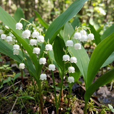 (Lelietje van dalen) Convallaria Majalis