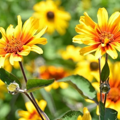 (Zonneoog) Heliopsis helianthoides var. scabra