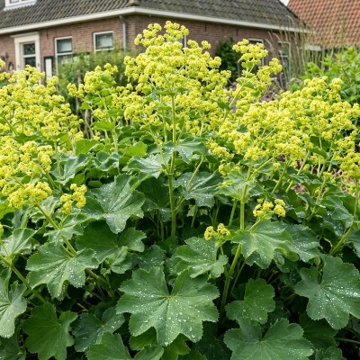 (Fraaie vrouwenmantel) Alchemilla mollis 'Robustica'