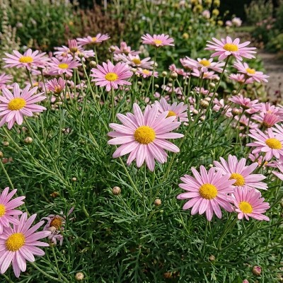 Chrysanthemum Clara Curtis