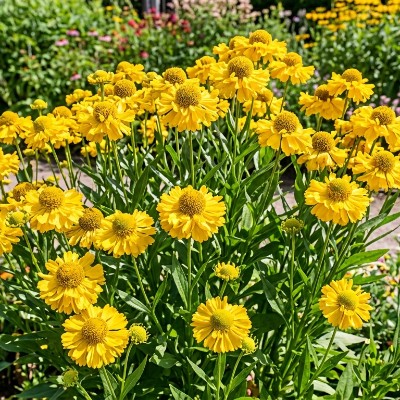 (Zonnekruid) Helenium Double Troube