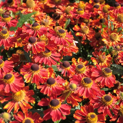 (Zonnekruid) Helenium Rubinzwerg