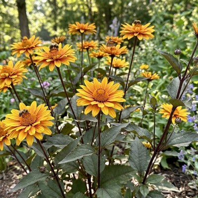 (Zonneoog) Heliopsis Burning Hearts