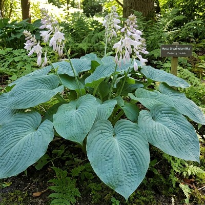 (Hartlelie) Hosta Bressingham Blue