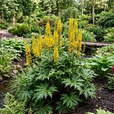 (Kruiskruid) Ligularia przewalskii