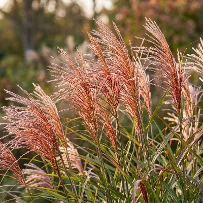 (Prachtriet) Miscanthus sinensis 'Ferner Osten'