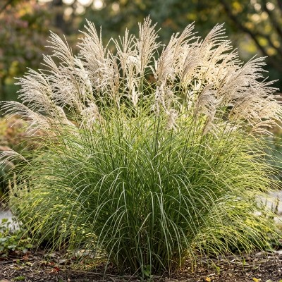 (Prachtriet) Miscanthus sinensis 'Gracillimus'
