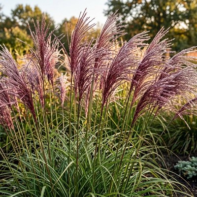 (Prachtriet) Miscanthus sinensis 'Graziella'
