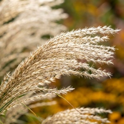 (Prachtriet) Miscanthus sinensis 'Vanilla Sky'