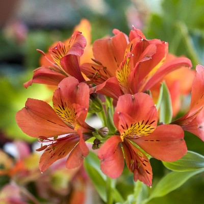 (Incalelie) Alstroemeria Brissac
