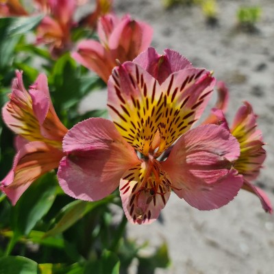 (Incalelie) Alstroemeria Flirt