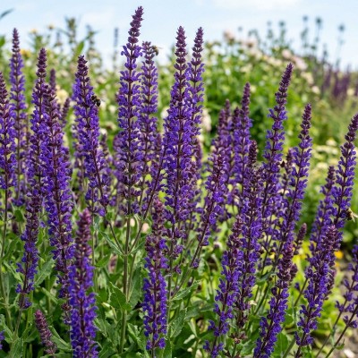 (Salie) Salvia nemorosa Mainacht
