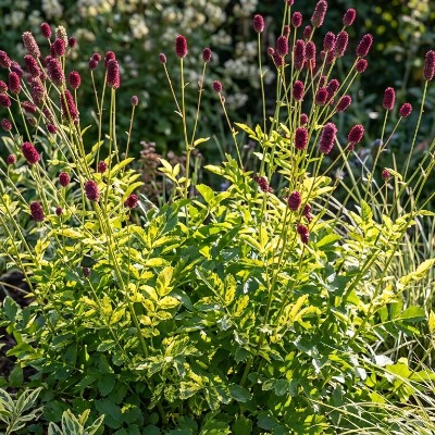(Pimpernel) Sanguisorba officinalis 'Lemon Splash'