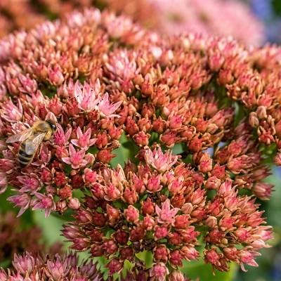 (Vetkruid) Sedum Herbstfreude