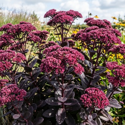 (Vetkruid) Sedum Xenox
