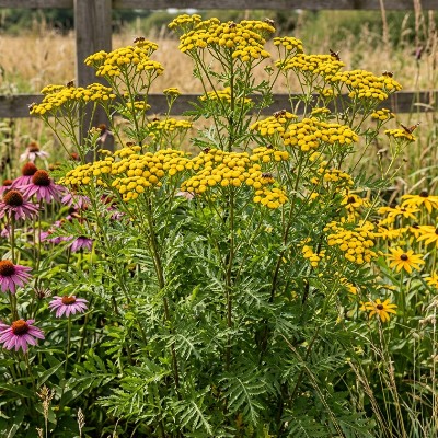 (Wormkruid) Tanacetum vulgare