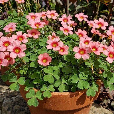 (Klaverzuring) Oxalis Obtusa 'Rosefinch'
