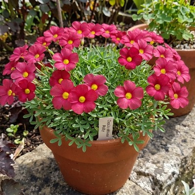 (Klaverzuring) Oxalis Obtusa Ruby