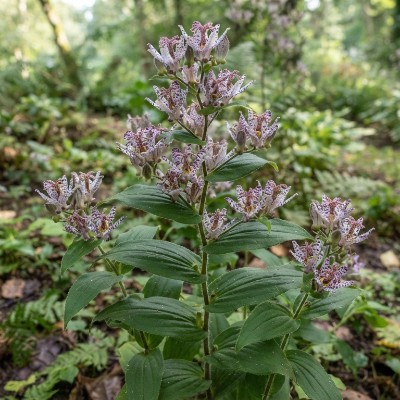 (Paddenlelie) Tricyrtis Macropoda
