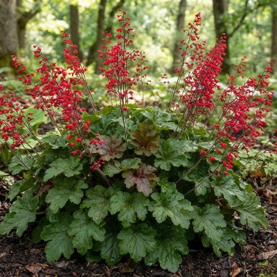 (Purperklokje) Heuchera brizoides 'Pluie de Feu'