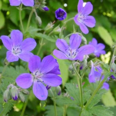 (Ooievaarsbek) Geranium sylvaticum 'Mayflower'
