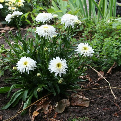 (Margriet) Leucanthemum superbum 'Fiona Coghill'